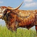 HOOKIN' BULL
